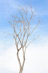 Dead tree isolated on blue sky background