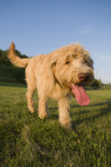 Happy Labradoodle
