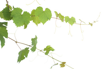 ぶどうの蔓と葉