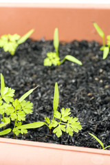 発芽したプランター植えのチャービルの葉