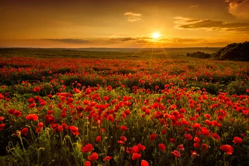 Fototapete Bestsellern Blumen und Pflanzen Mohnfeld bei Sonnenuntergang