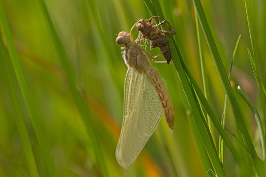 Pop van een libelle, Bulgarije