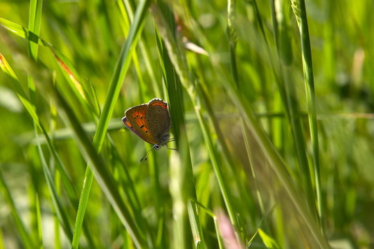 butterfly in nature area Eifel, Germany