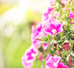 Colorful flowers in the fragrant orchard