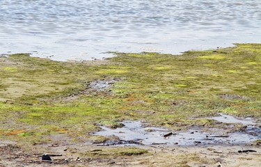 Marsh with brackish water in an area of natural park
