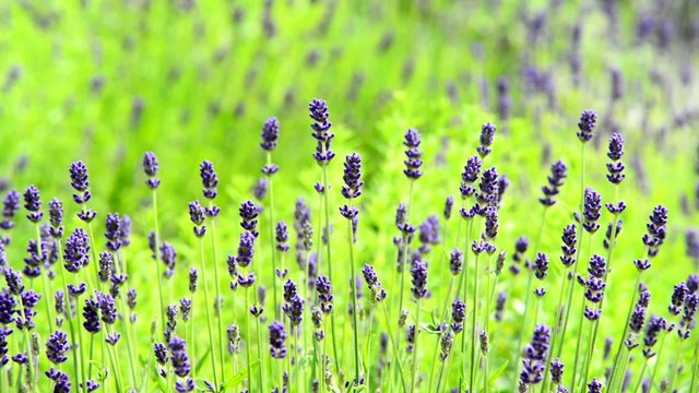 Levander in the garden, panning,sliding