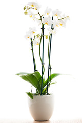 White orchid in a pot with many flowers, isolated on white backg