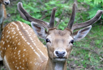 young fallow deer while I look at the camera with her big horns