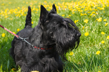 Black dog Scottish Terrier breed