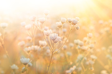 Wiesenblumen - Gänseblümchen von Sonnenlicht beleuchtet