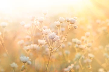 Papier Peint photo Lavable Marguerites Fleurs de prairie - marguerite illuminée par la lumière du soleil