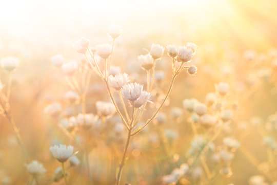 Fototapeta Meadow flowers - daisy illuminated by sunlight