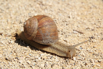 Escargot