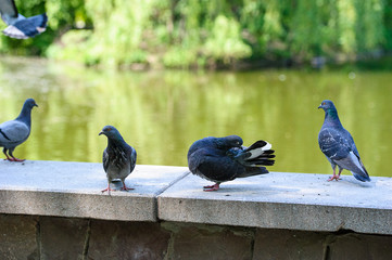 Curious pigeons