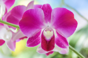 Fototapeta na wymiar Thai Orchid - Purple Flower