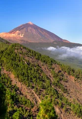 Poster Teide-vulkaan voorbij een dennenbos in Tenerife, Spanje © eldeiv