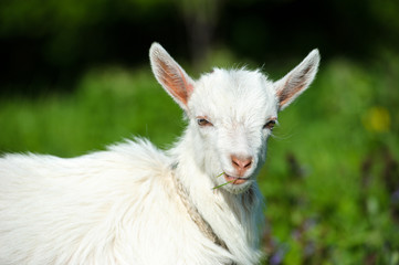 Funny white baby of goat on the green grass