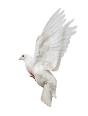 flying isolated white pigeon