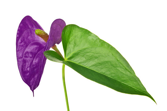 lilac anthurium flower and greel leaf