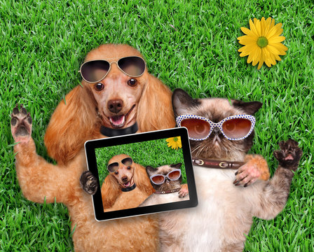 Cat and dog taking a selfie.