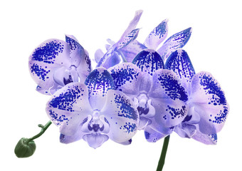 Fototapeta na wymiar isolated lilac orchid flowers in dark spots