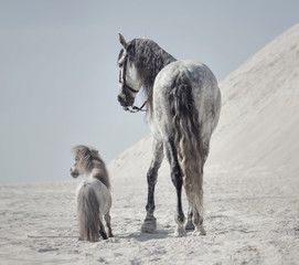 Great shot of the two horses - obrazy, fototapety, plakaty