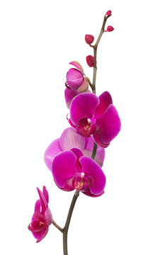 branch with bright large pink orchid flowers