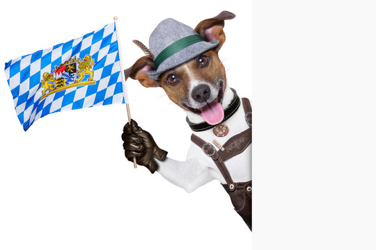 bavarian dog
