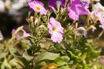 Naklejka premium Flowers