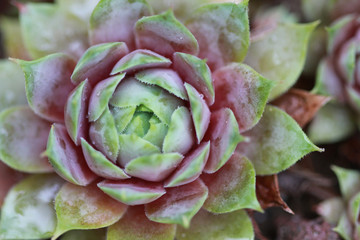 Succulent, sempervivum, houseleek
