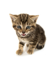 Cute tabby kitten on white