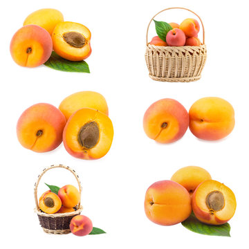 apricot collection