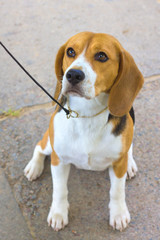 dog Beagle breed sitting on the green grass