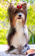 vector pedigreed dog Biewer Yorkshire terrier