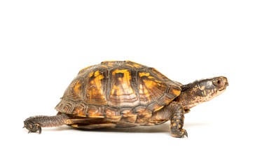 Eastern box turtle