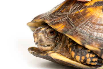 Fototapeta na wymiar Eastern box turtle