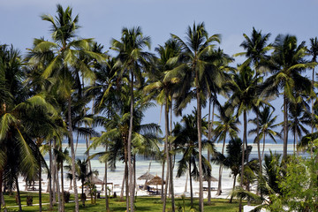 palm and coastline in  zanzibar