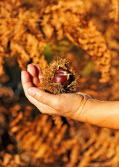 Castañas en la mano, otoño