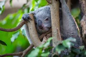 Koala on a tree with bush green background
