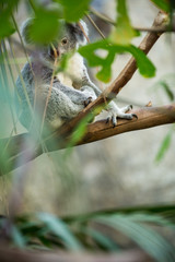 Koala on a tree with bush green background