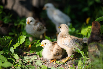 Little chicken on the grass