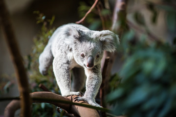 Koala op een boom met struikgroene achtergrond