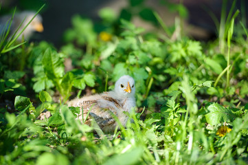Little chicken on the grass