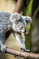 Koala on a tree with bush green background