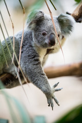 Koala on a tree with bush green background