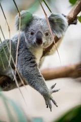 Fototapete Koala Koala auf einem Baum mit buschgrünem Hintergrund