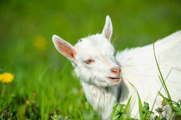 Naklejka na ściany i meble Funny white baby of goat on the green grass