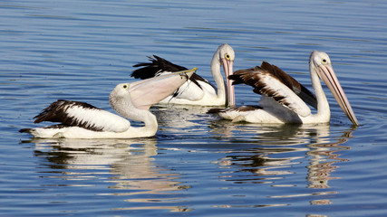 Australian Pelicans (Pelecanus conspicillatus).