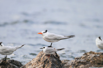 Royal Tern (Thalasseus maximus) in Florida, North America