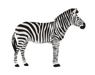 Fototapeta na wymiar Zebra on white background
